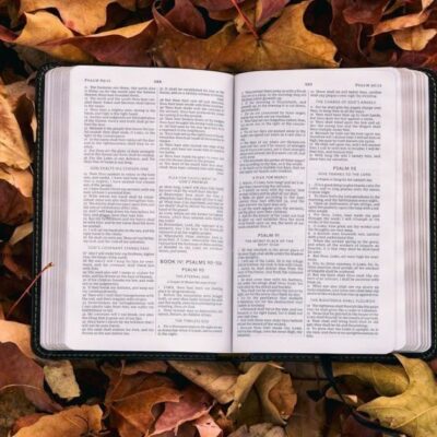 28 февраля: народные традиции и секреты садоводства для вашего дома