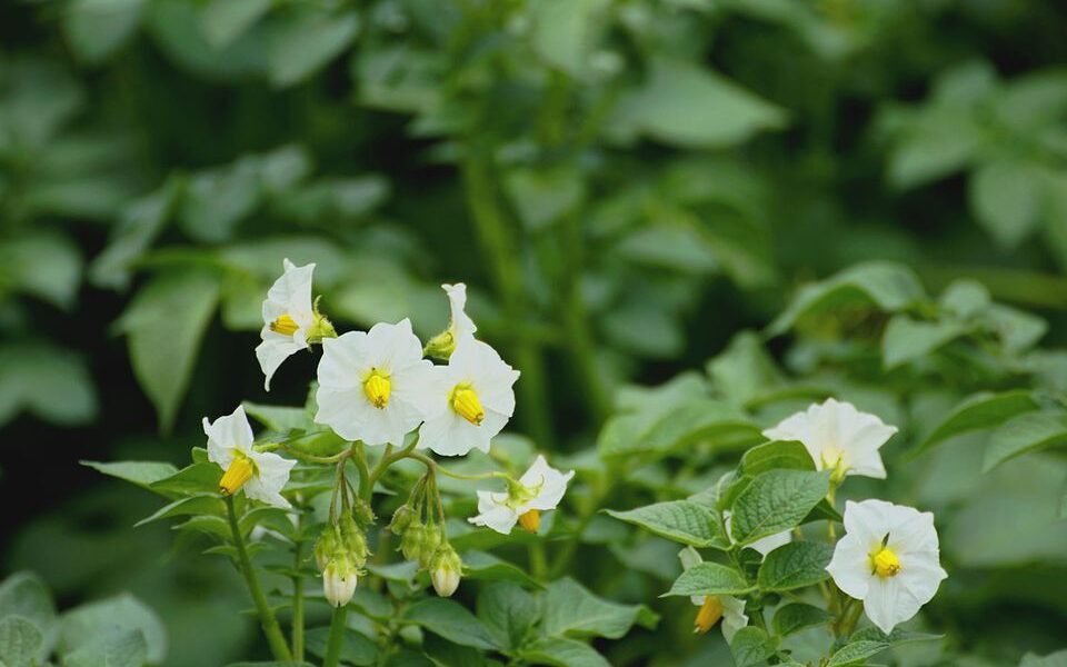 Удаляем цветы у картофеля: секрет обильного урожая для вашего огорода