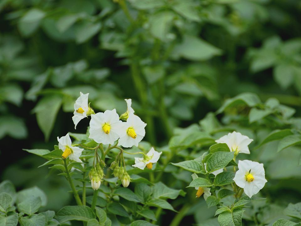 Удаляем цветы у картофеля: секрет обильного урожая для вашего огорода