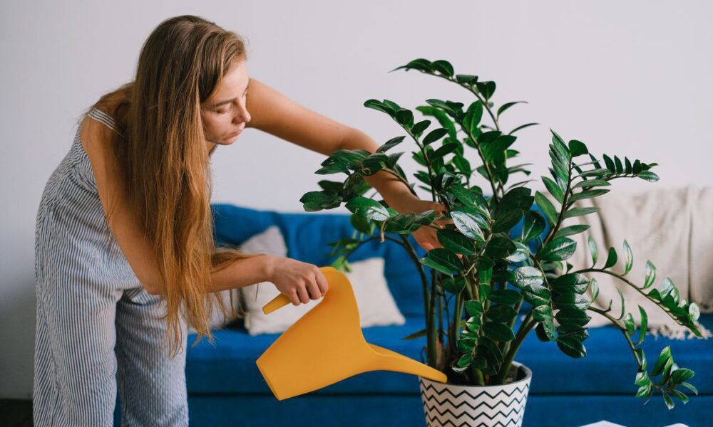 Секреты пышной зелени: как ухаживать за домашними растениями легко и просто