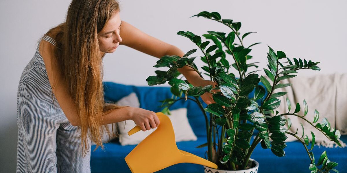 Секреты пышной зелени: как ухаживать за домашними растениями легко и просто