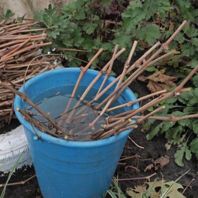 Виноград из черенков: как правильно посадить, чтобы получить богатый урожай