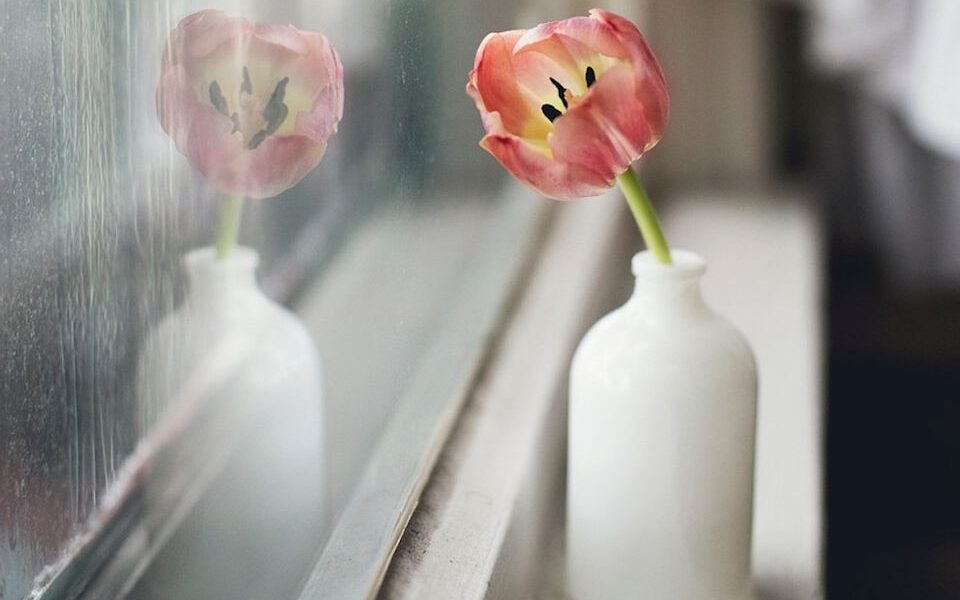 Комнатные растения зимой: секреты пышного цветения и здоровья