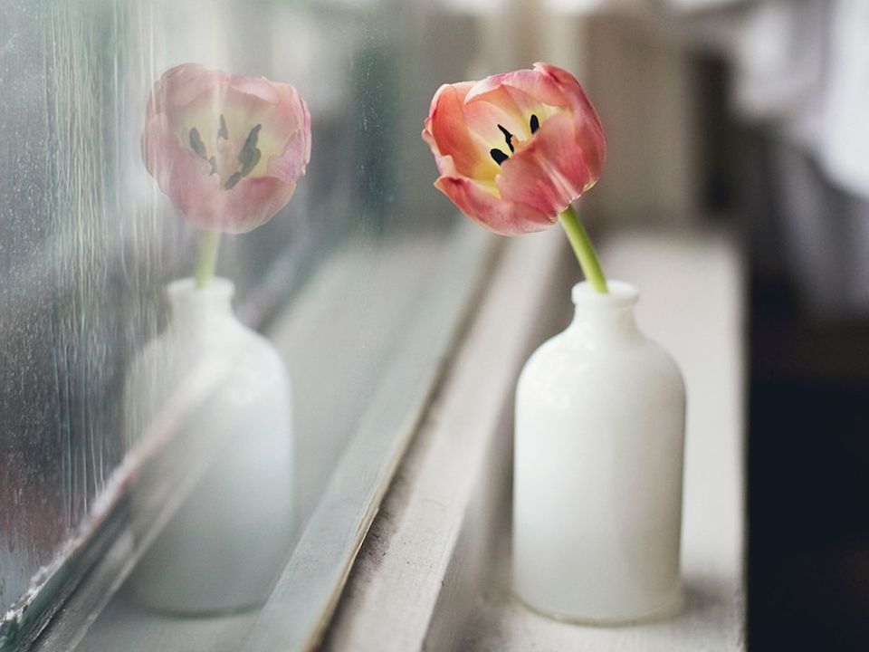 Комнатные растения зимой: секреты пышного цветения и здоровья