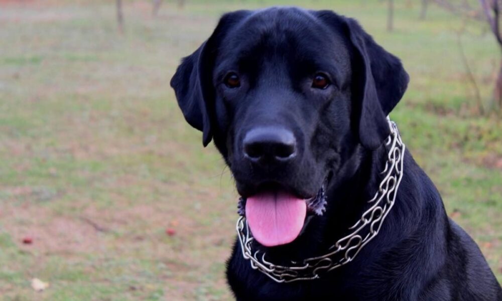 Лабрадор: всё, что нужно знать перед покупкой, от цены до поведения с детьми