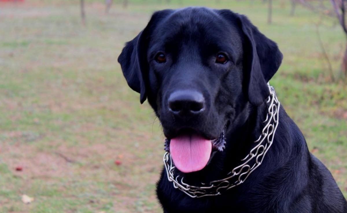 Лабрадор: всё, что нужно знать перед покупкой, от цены до поведения с детьми