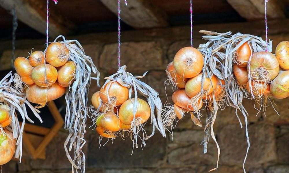 Секреты хранения лука до весны: проверенные бабушкины советы