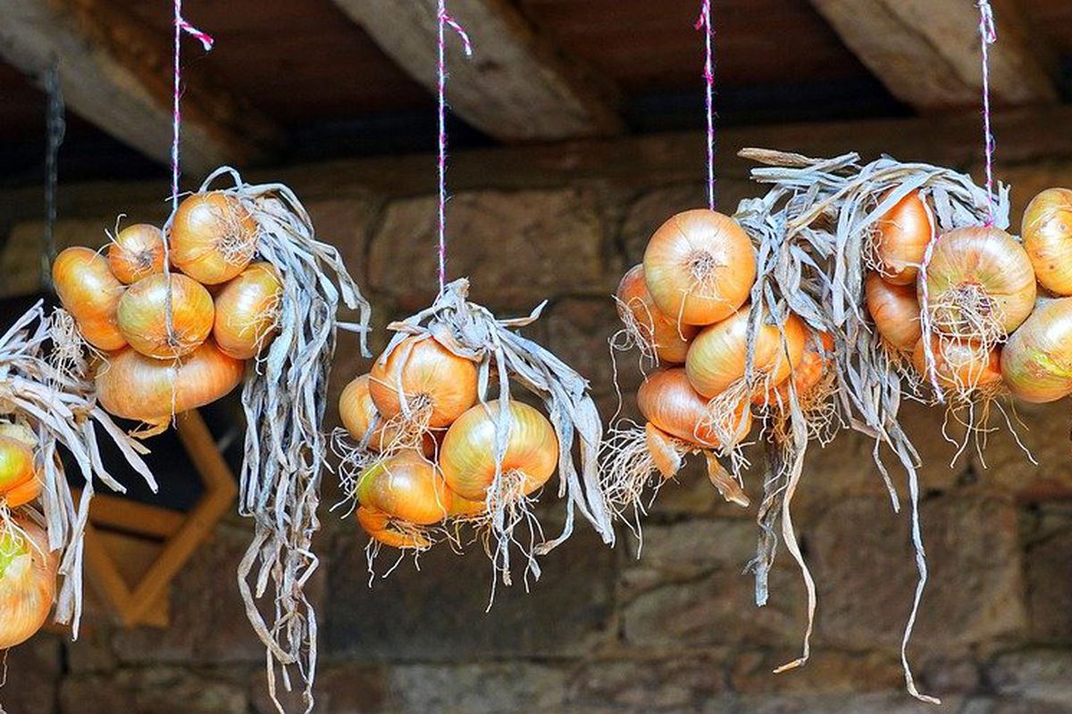 Секреты хранения лука до весны: проверенные бабушкины советы