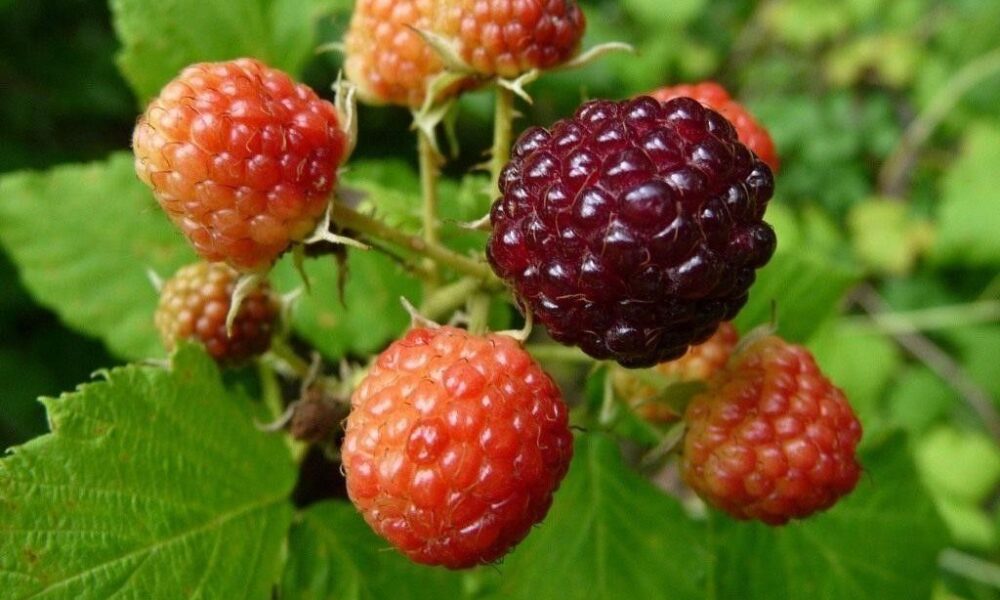 Выращиваем малину на даче: секреты успешной посадки