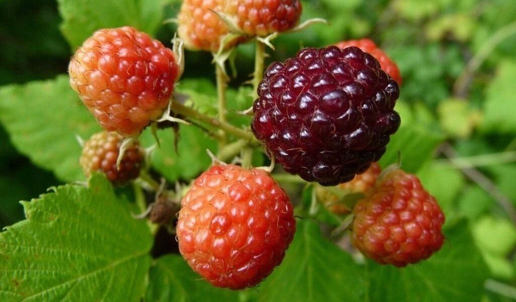 Выращиваем малину на даче: секреты успешной посадки