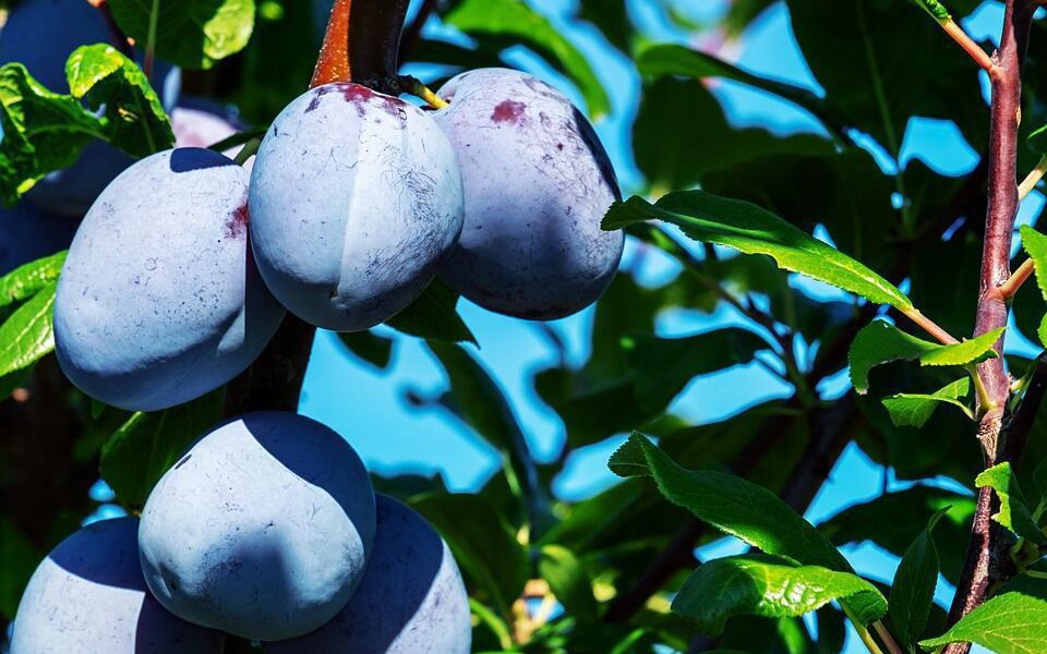 Секреты выращивания сливы: что нужно знать каждой хозяйке