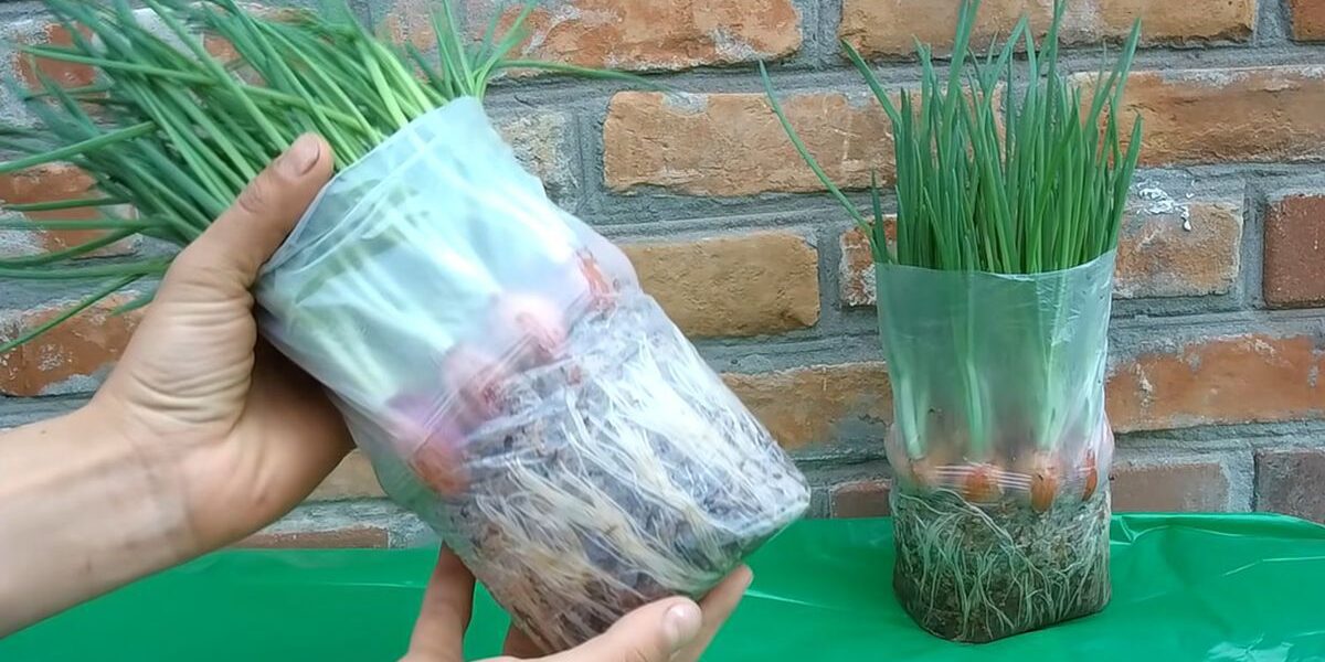 Свежая зелень круглый год: секреты выращивания лука на подоконнике