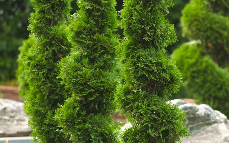 Можно ли сажать тую у дома: разбираем мифы и даем советы