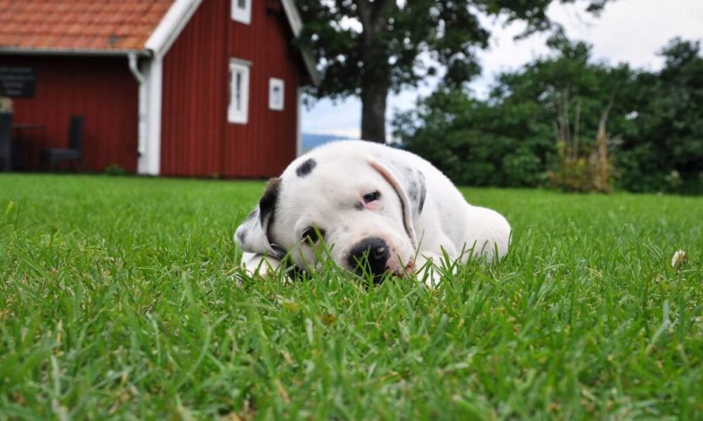Создаем уют: секреты идеального дома для нее
