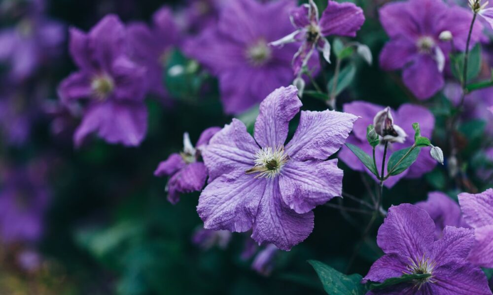 Уход за клематисами осенью: секреты пышного цветения и здоровья растений