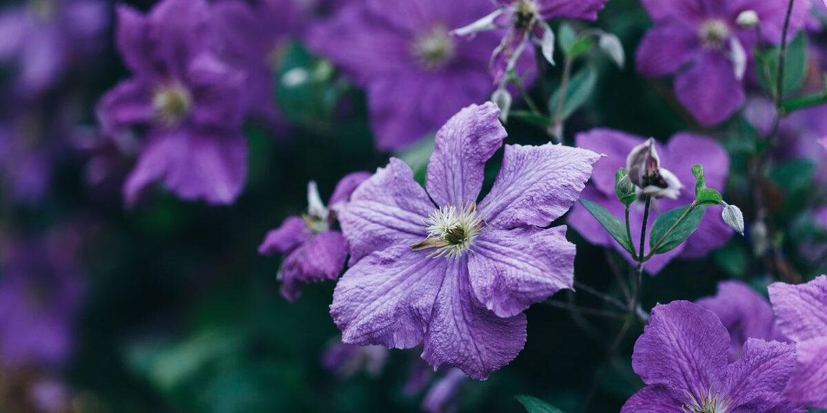 Уход за клематисами осенью: секреты пышного цветения и здоровья растений