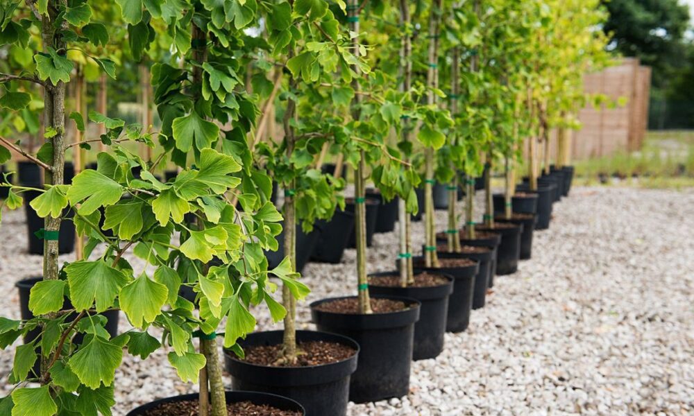 Как сохранить саженцы до весны: проверенные советы для заботливых хозяек