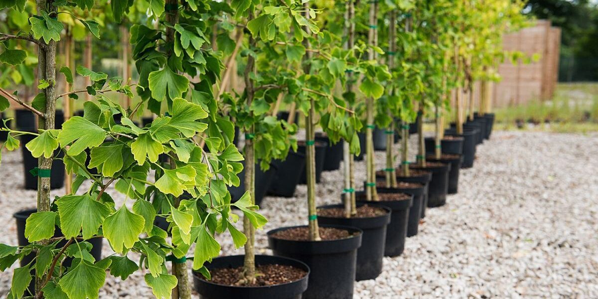 Как сохранить саженцы до весны: проверенные советы для заботливых хозяек