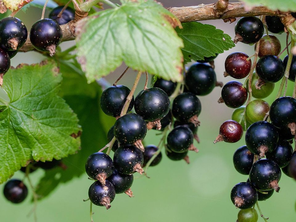 Смородина: от посадки до сбора урожая – секреты успешного выращивания для дома