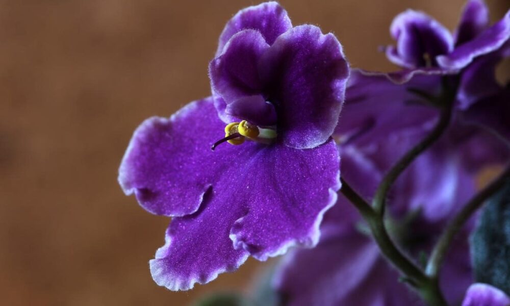Почему фиалки не цветут: секреты пышного цветения и два копеечных средства