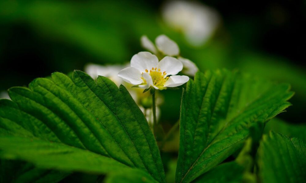 Почему вянут цветы на клубнике: причины и что делать