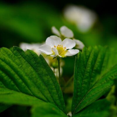 Почему вянут цветы на клубнике: причины и что делать