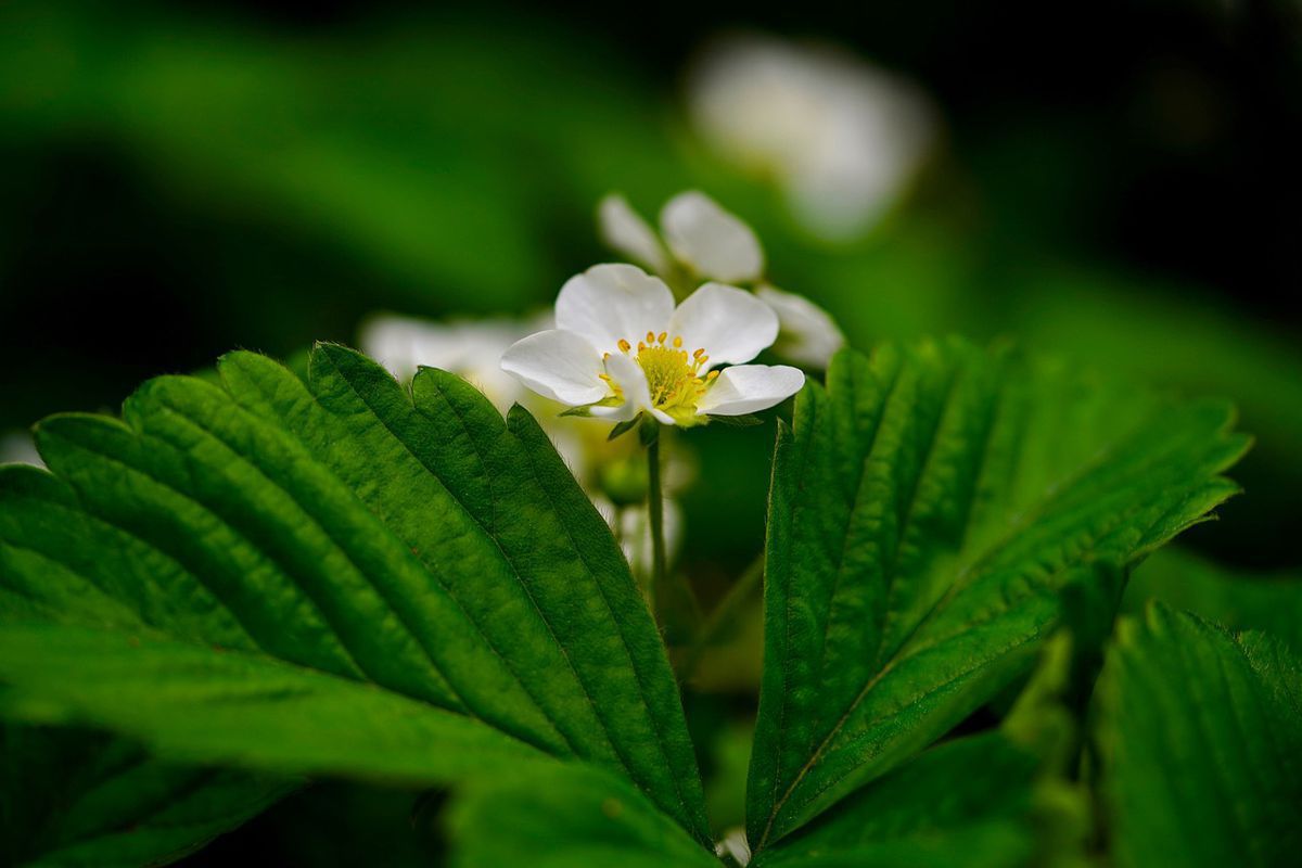 Почему вянут цветы на клубнике: причины и что делать