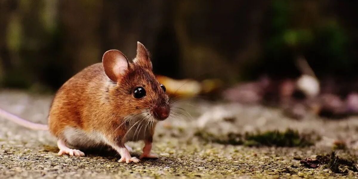 Домашние средства от мышей: как избавиться от грызунов раз и навсегда