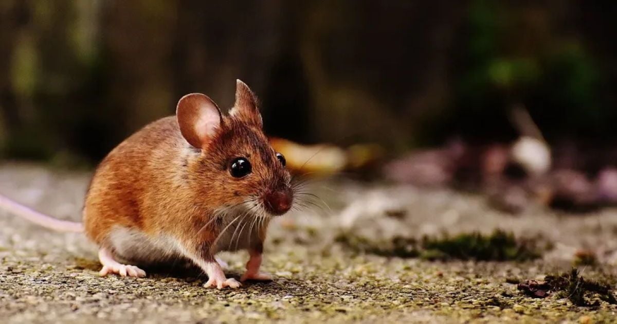 Домашние средства от мышей: как избавиться от грызунов раз и навсегда
