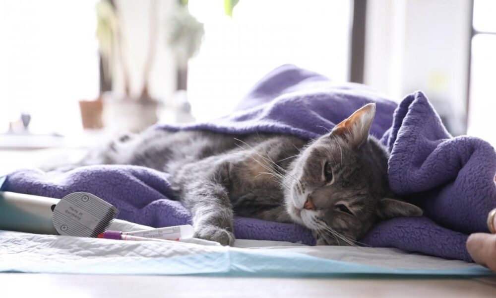 Как понять, что у вашего кота глисты: признаки и как помочь питомцу