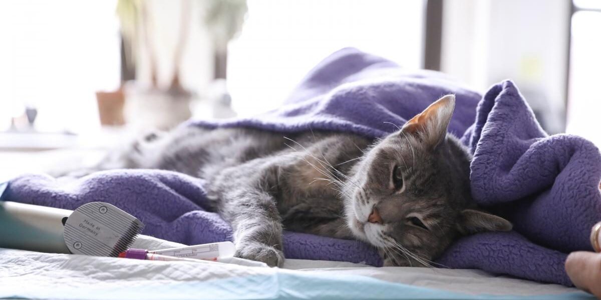 Как понять, что у вашего кота глисты: признаки и как помочь питомцу