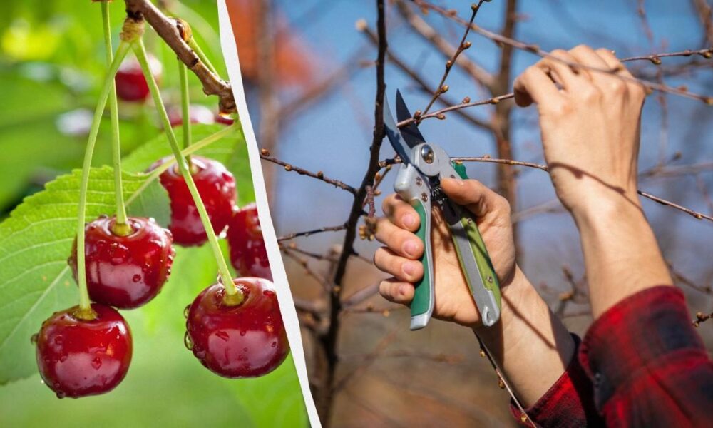 Весенняя обрезка вишни: секреты опытных садоводов для богатого урожая