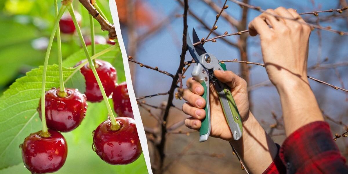 Весенняя обрезка вишни: секреты опытных садоводов для богатого урожая