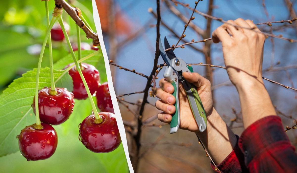 Весенняя обрезка вишни: секреты опытных садоводов для богатого урожая