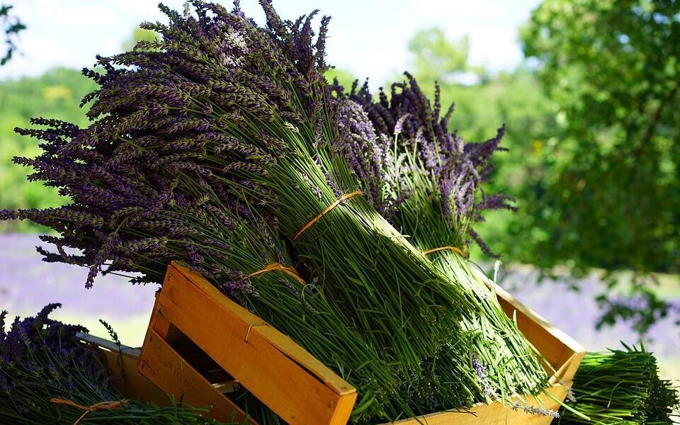 Натуральные средства от вредителей: ваш сад под надежной защитой