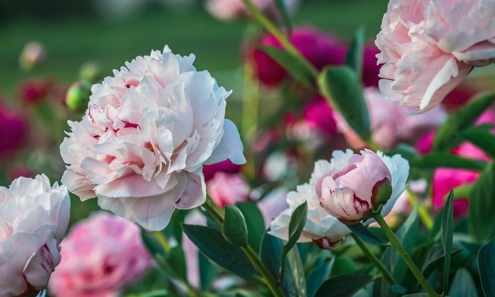 Уход за пионами после цветения: секреты пышности в следующем сезоне