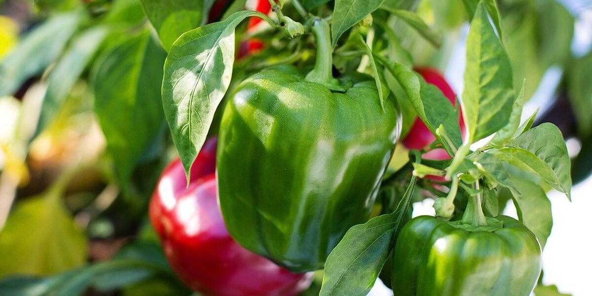 Спасение перцев: как вернуть жизнь увядающим растениям и получить богатый урожай