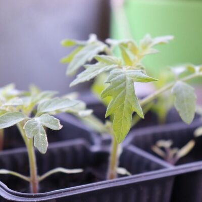 Секреты крепкой рассады: простые удобрения для вашего огорода