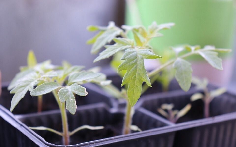 Секреты крепкой рассады: простые удобрения для вашего огорода