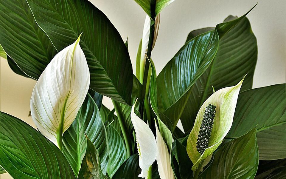 Спатифиллум: как создать райский уголок и любоваться пышным цветением дома