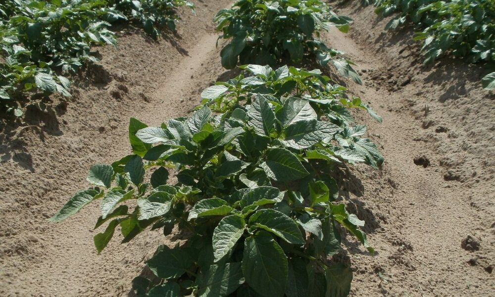 Почему картофель растет, а клубней нет: решаем проблему урожая