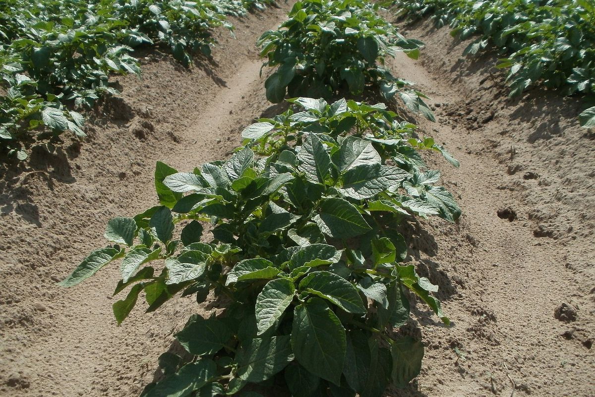 Почему картофель растет, а клубней нет: решаем проблему урожая