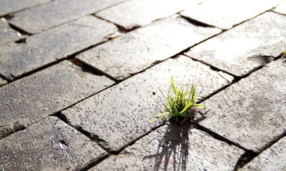Как избавиться от сорняков между плиткой на дорожке без прополки