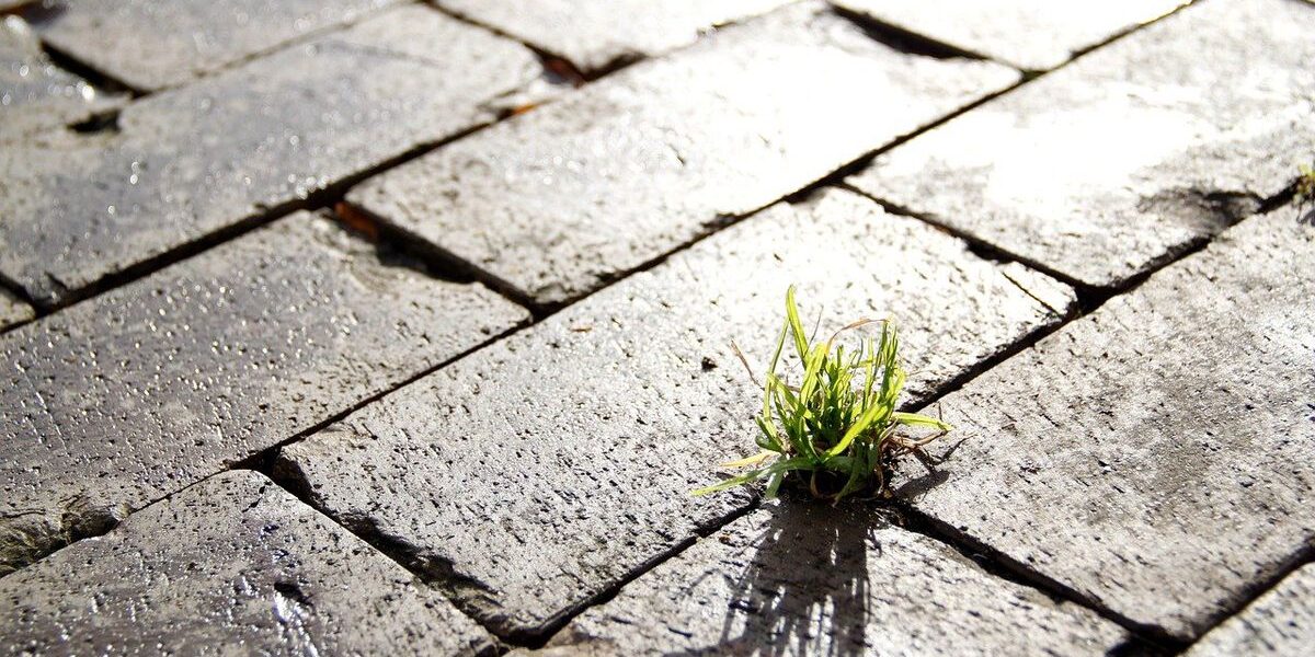 Как избавиться от сорняков между плиткой на дорожке без прополки