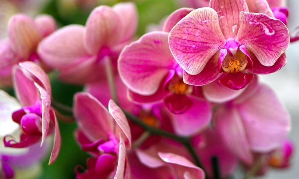 Секреты пышного цветения орхидей: как создать уют и наслаждаться красотой дома