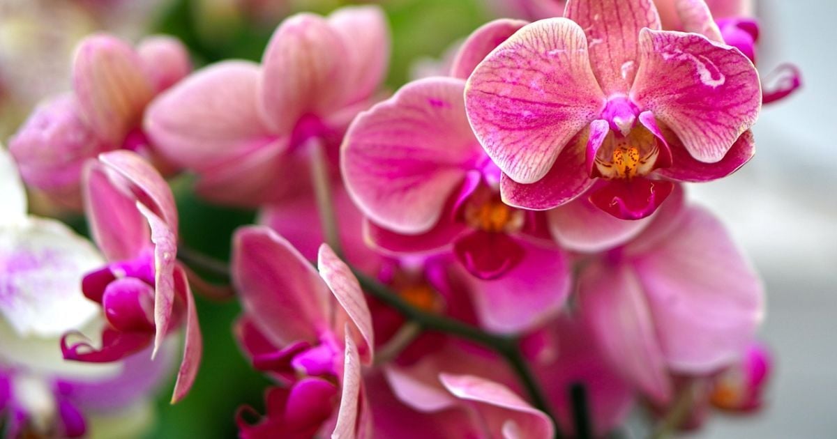 Секреты пышного цветения орхидей: как создать уют и наслаждаться красотой дома