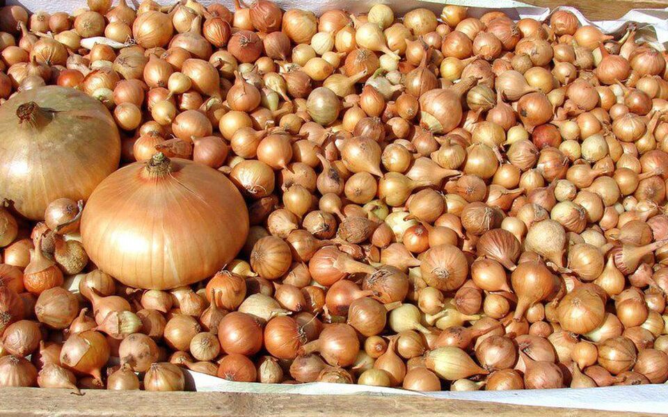 Как выбрать идеальную луковицу-севок для вашего урожая: секреты опытных садоводов