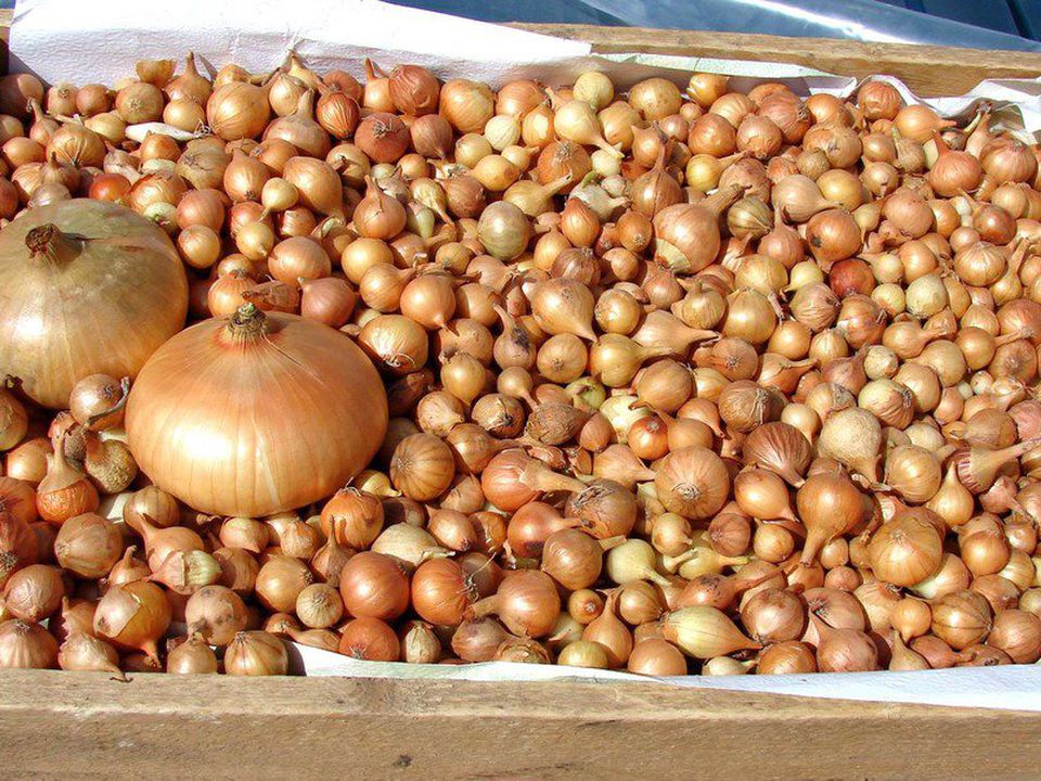 Как выбрать идеальную луковицу-севок для вашего урожая: секреты опытных садоводов