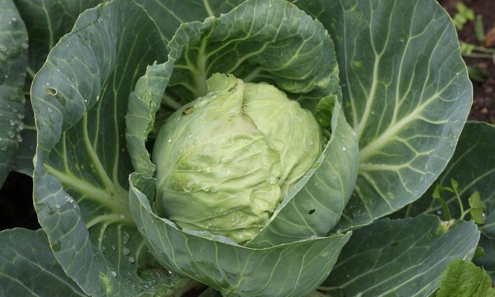Секреты пышной капусты: чем подкормить в сентябре для богатого урожая