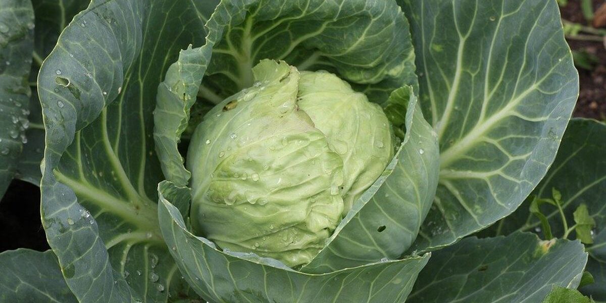 Секреты пышной капусты: чем подкормить в сентябре для богатого урожая